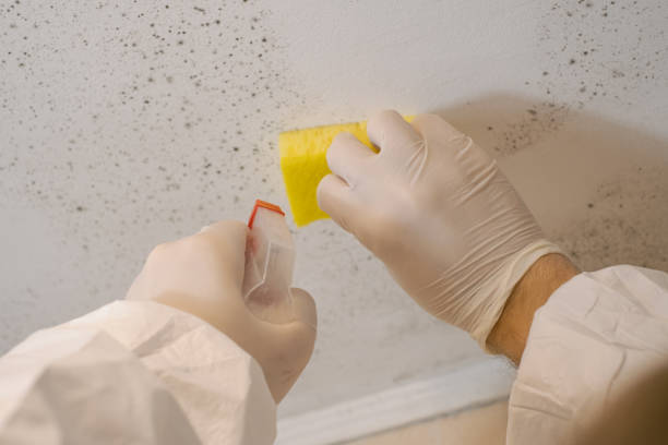 Best Forensic Mold Investigation  in East Quincy, CA