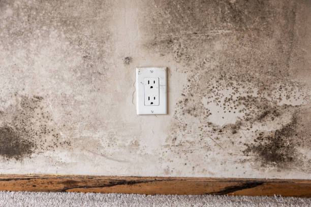Best Real Estate Mold Inspection  in East Quincy, CA
